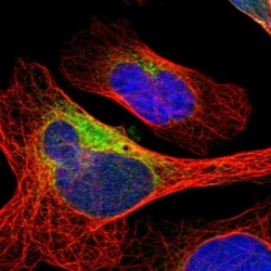 DNAJB11 Antibody, Novus Biologicals:Antibodies:Primary Antibodies